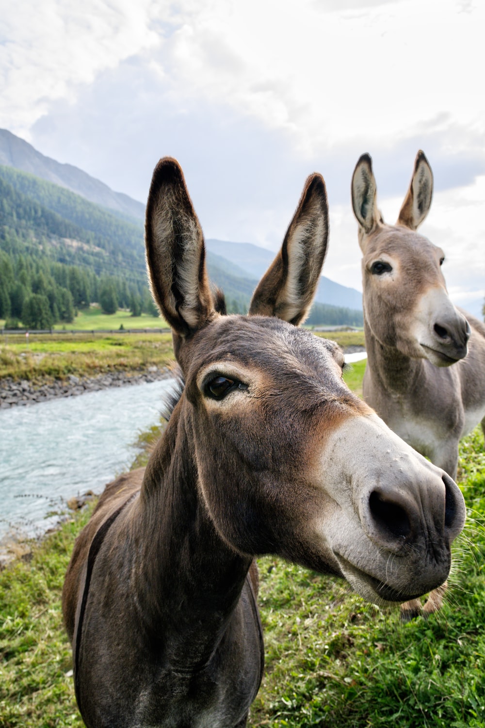 Detail Donkey Hd Nomer 4
