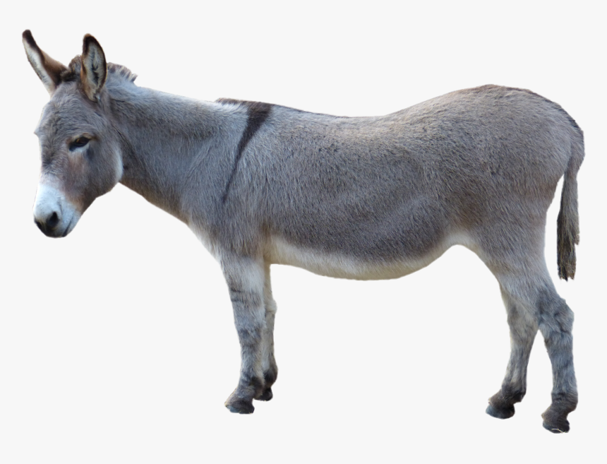 Detail Donkey Hd Nomer 36