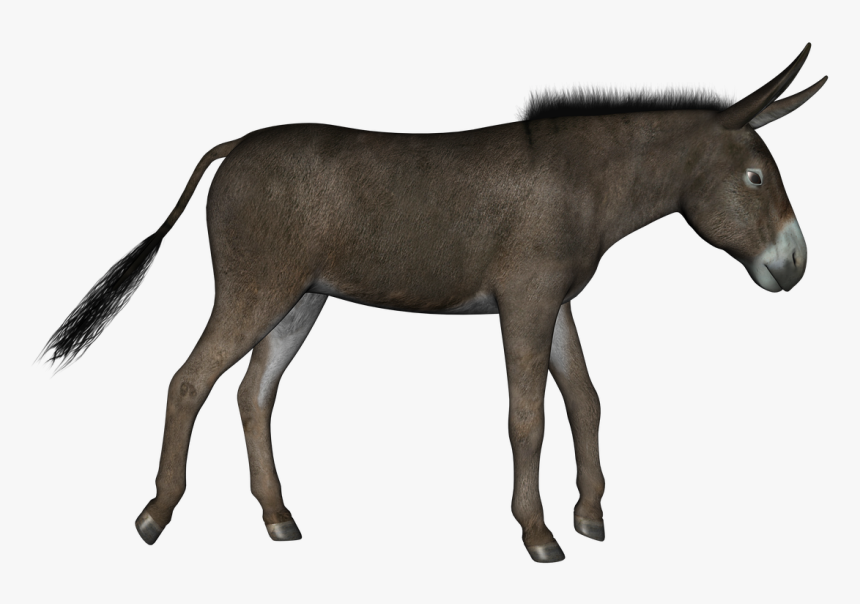 Detail Donkey Hd Nomer 37