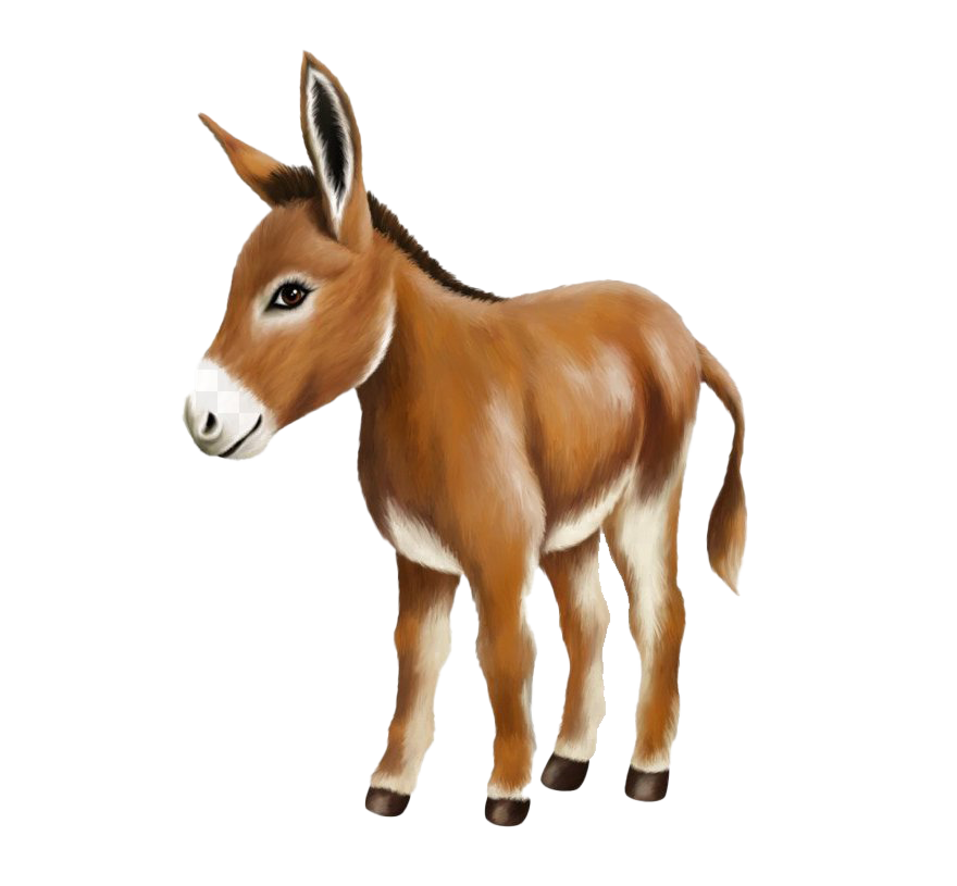 Detail Donkey Hd Nomer 41