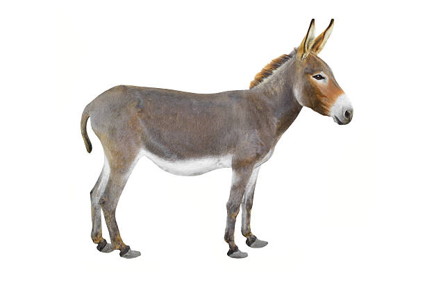 Detail Donkey Image Nomer 2