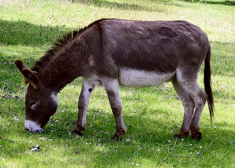 Detail Donkey Image Nomer 3