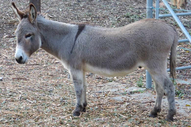 Detail Donkey Image Nomer 23