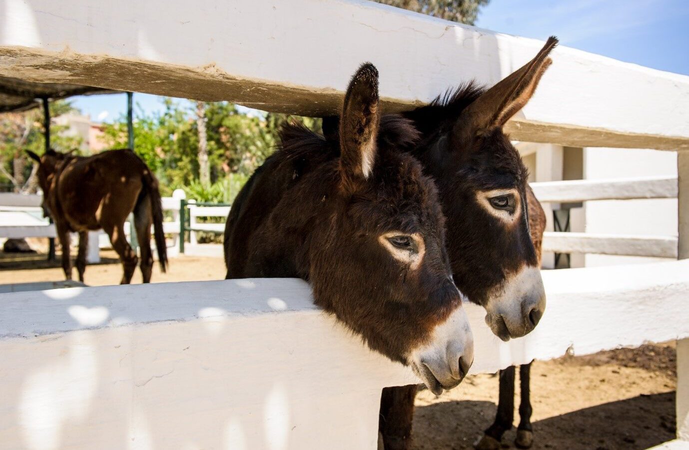Detail Donkey Image Nomer 28
