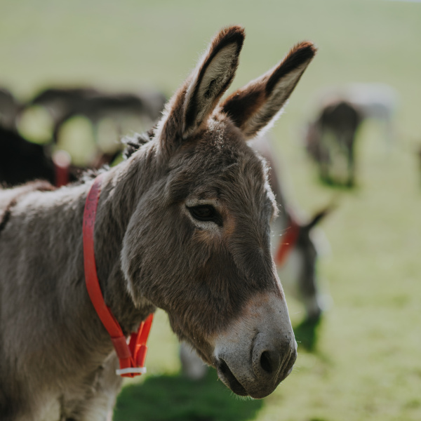 Detail Donkey Image Nomer 4