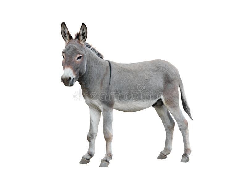 Detail Donkey Image Nomer 37