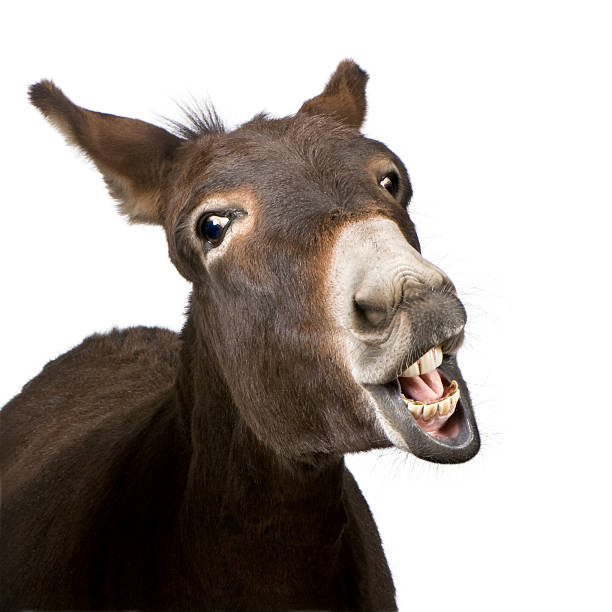 Detail Donkey Image Nomer 5
