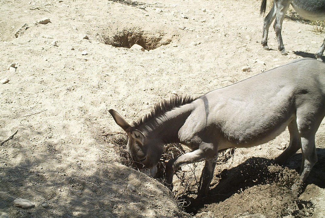 Detail Donkey Image Nomer 40