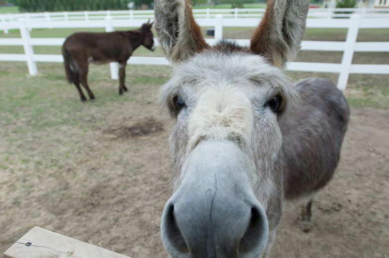 Detail Donkey Image Nomer 41