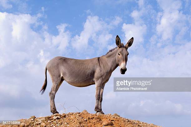 Detail Donkey Image Nomer 45