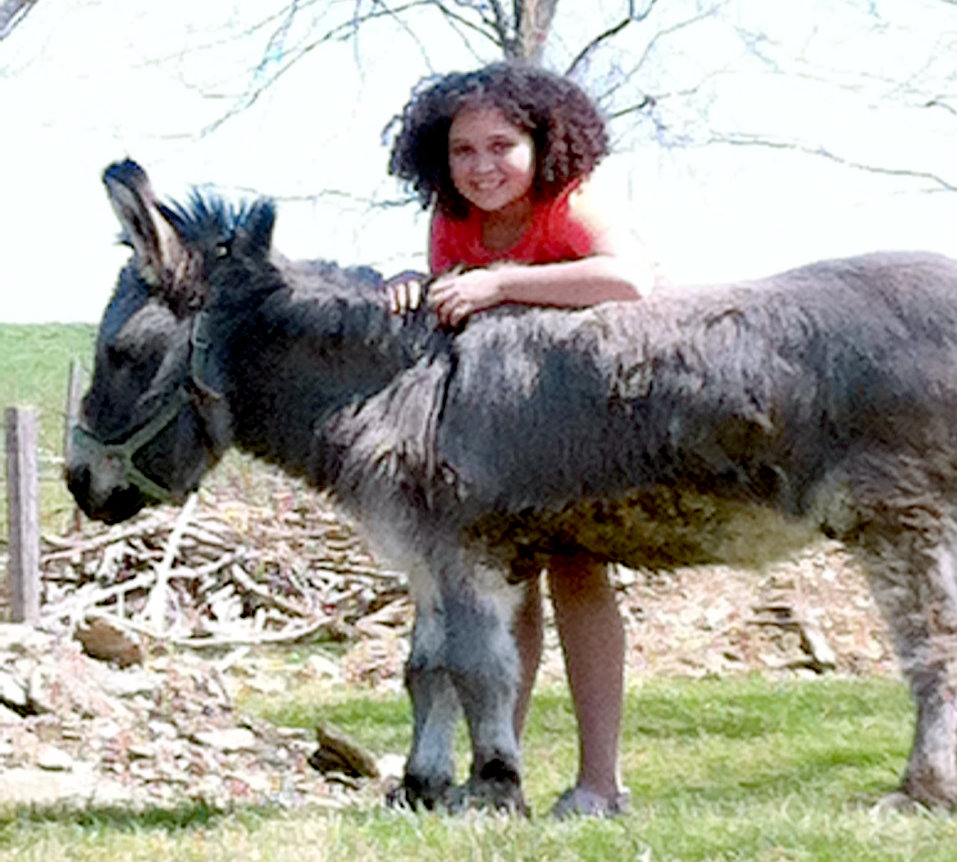 Detail Donkey Image Nomer 47