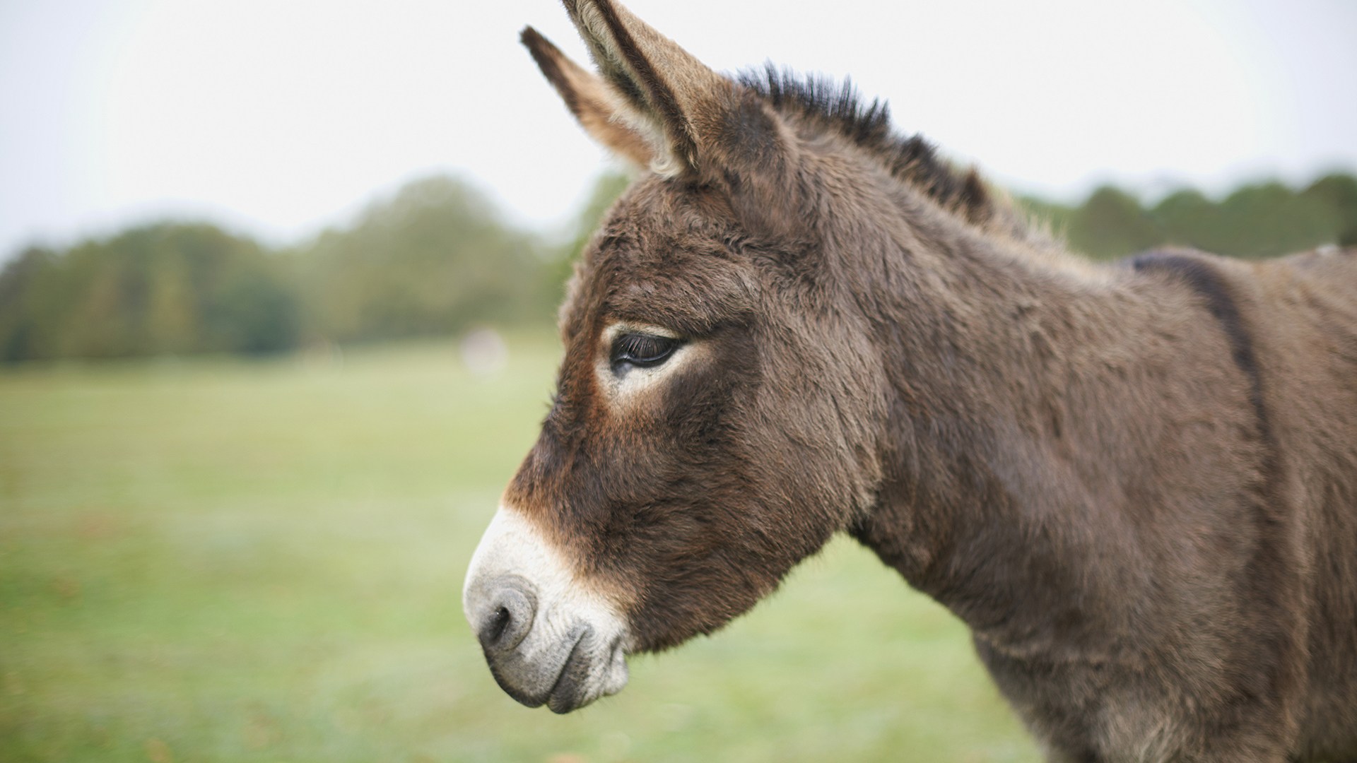 Detail Donkey Image Nomer 6