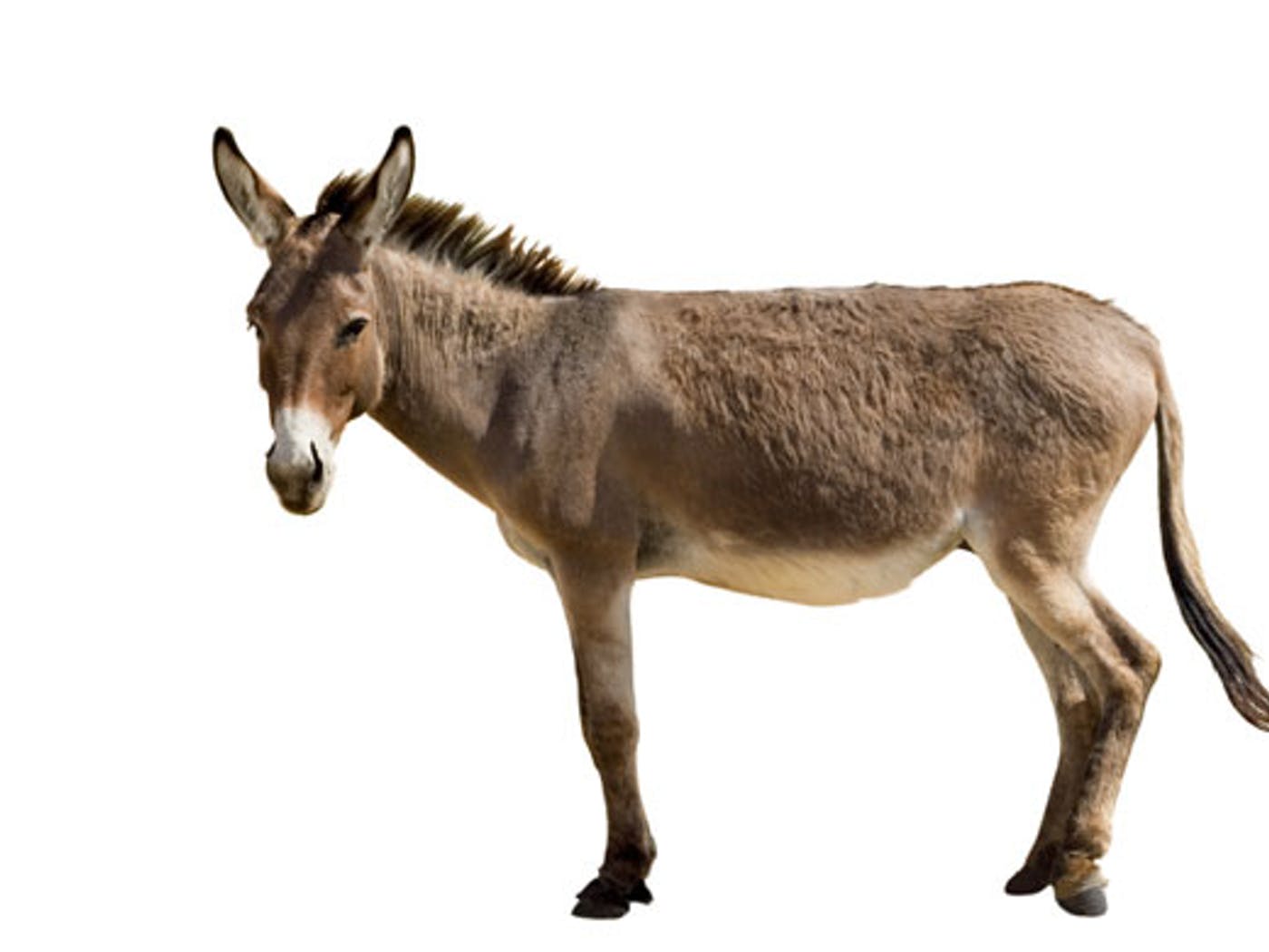 Detail Donkey Image Nomer 9