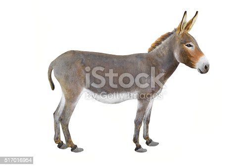 Detail Donkey Image Nomer 10