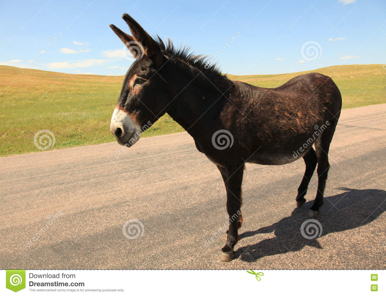 Download Donkey Images Download Nomer 24