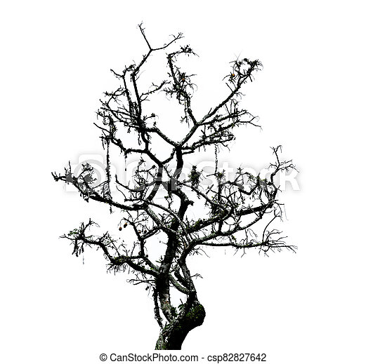 Detail Hintergrund Baum Nomer 24