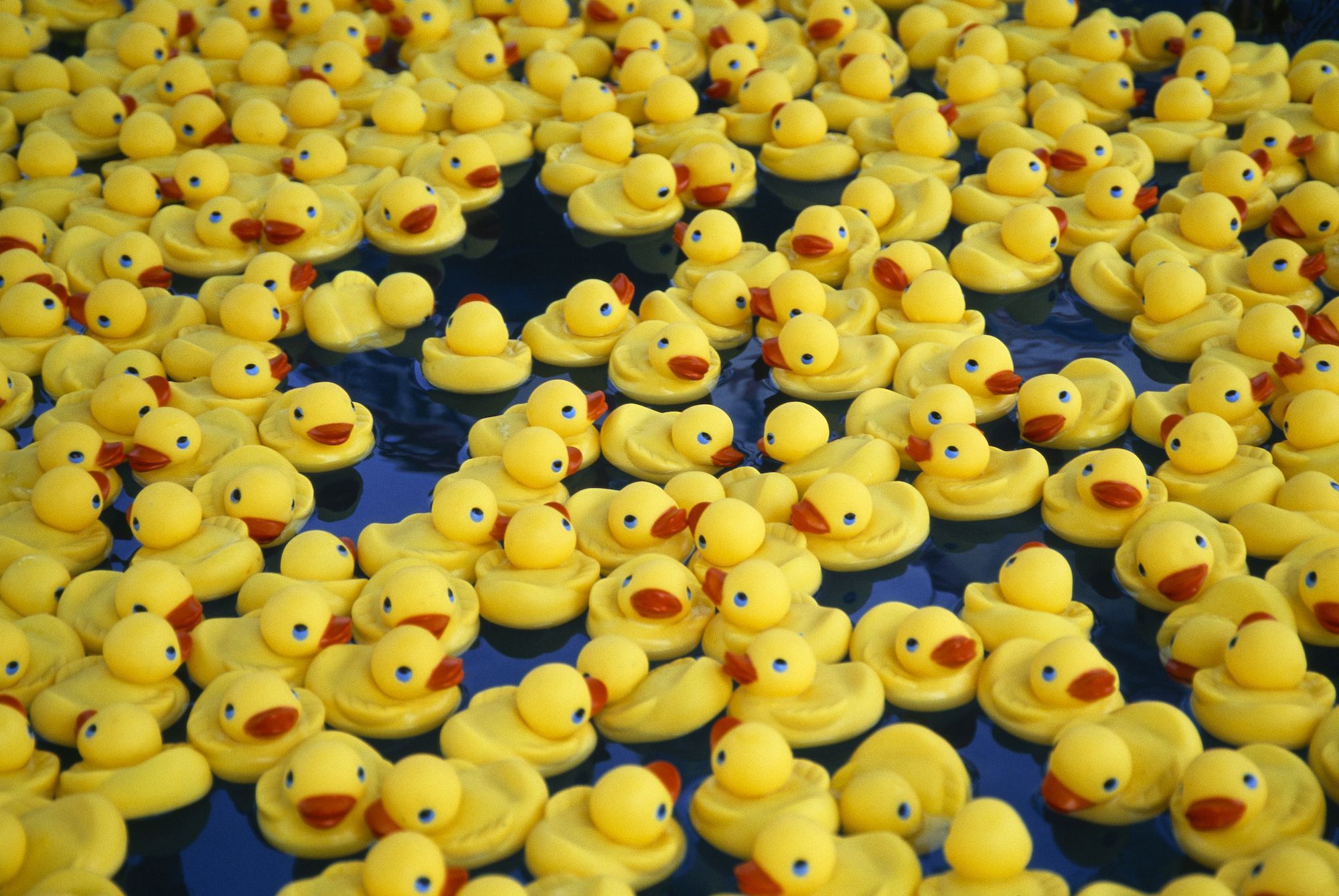 Detail Rubber Duck Picture Nomer 49