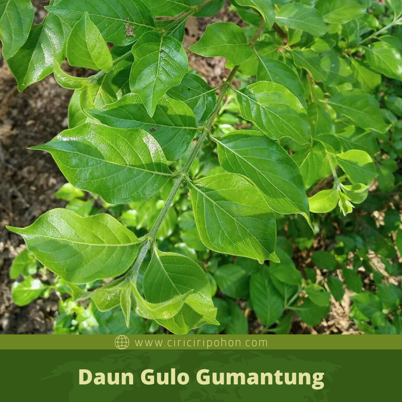 Detail Rukem Daun Kecil Nomer 29