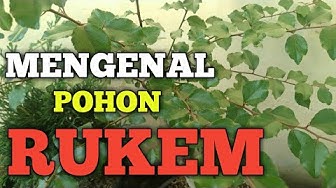 Detail Rukem Daun Kecil Nomer 35