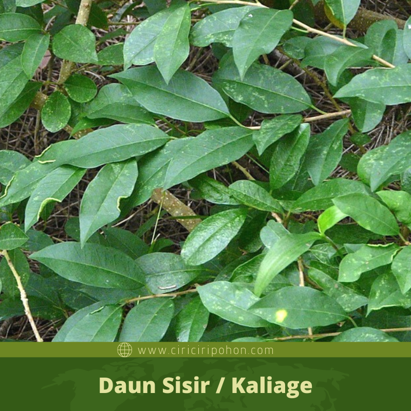 Detail Rukem Daun Kecil Nomer 40