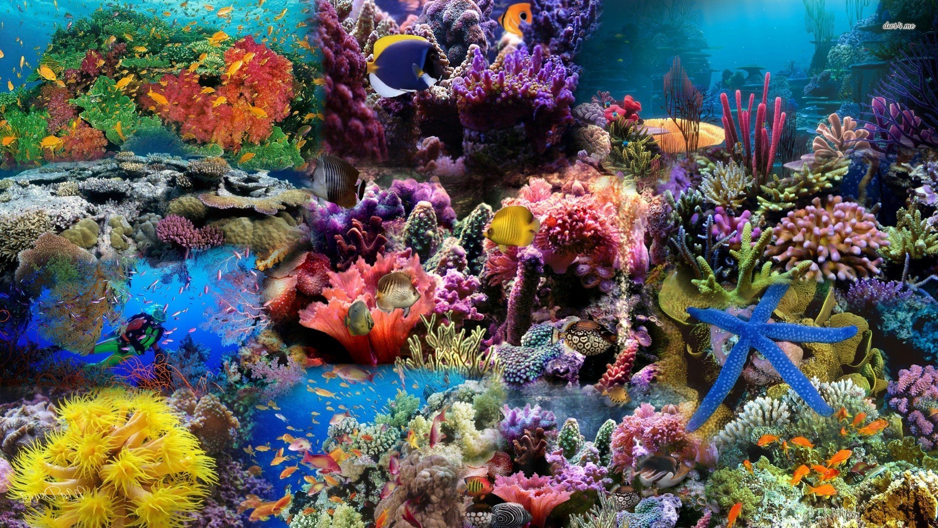 Detail Under The Sea Wallpaper Nomer 44