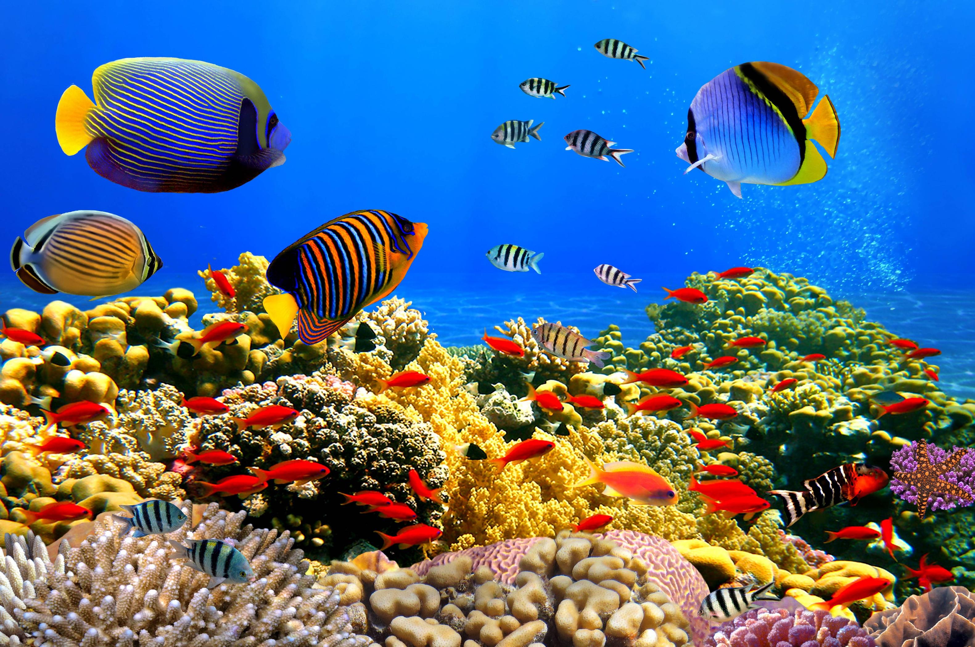 Detail Underwater Wallpaper Hd Nomer 21