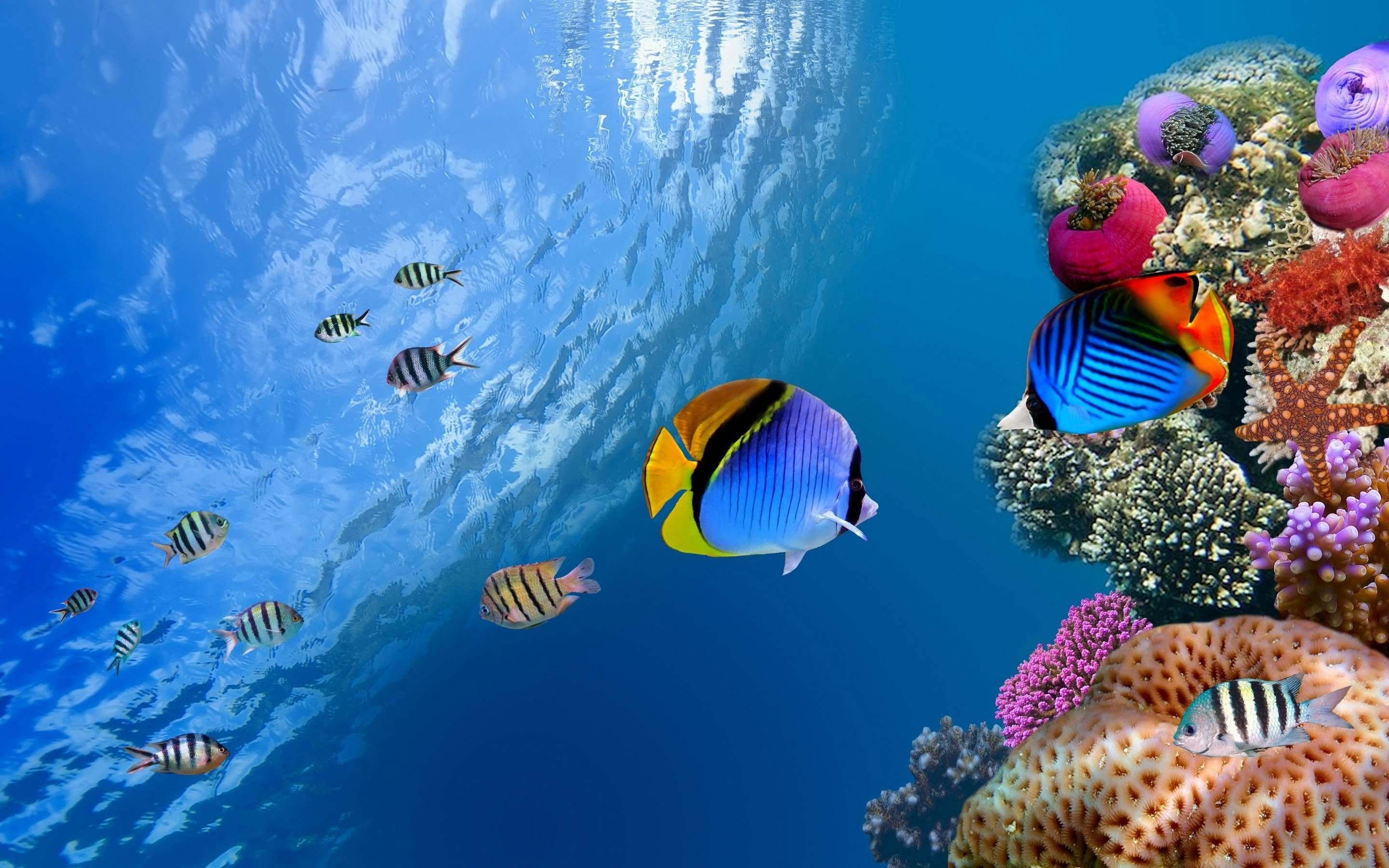 Detail Underwater Wallpaper Hd Nomer 6