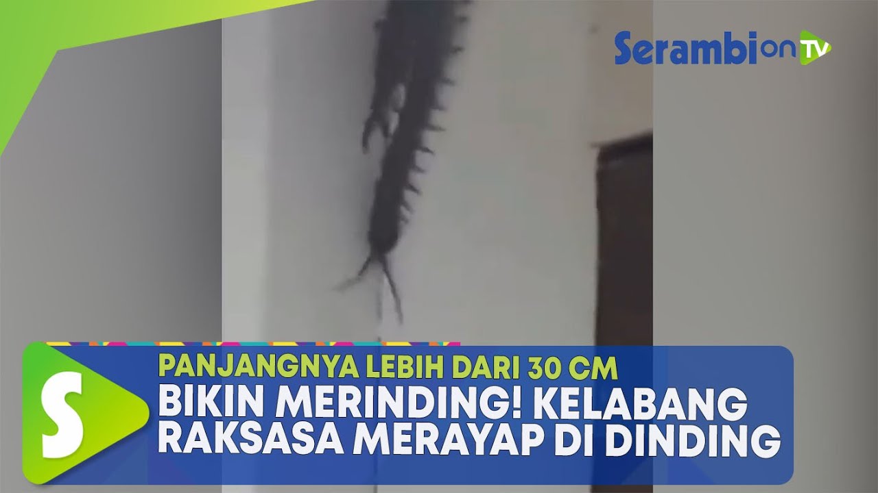 Detail Rumah Ada Kelabang Nomer 25