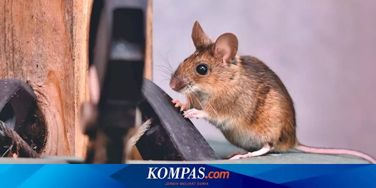 Detail Rumah Ada Tikus Nomer 22