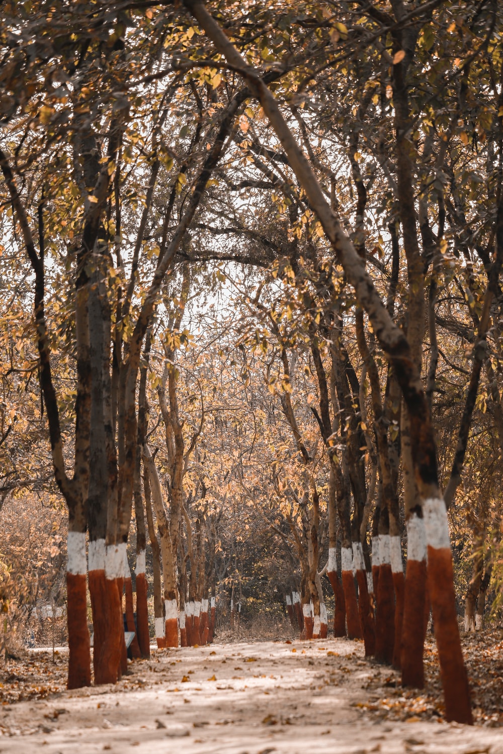 Detail Unsplash Background For Editing Nomer 6