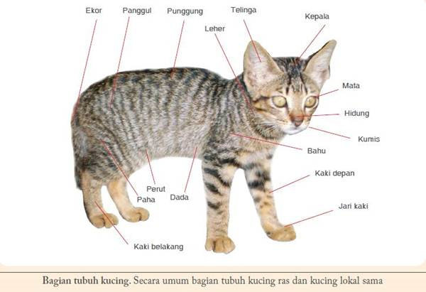 Detail Urutan Takson Kucing Nomer 7