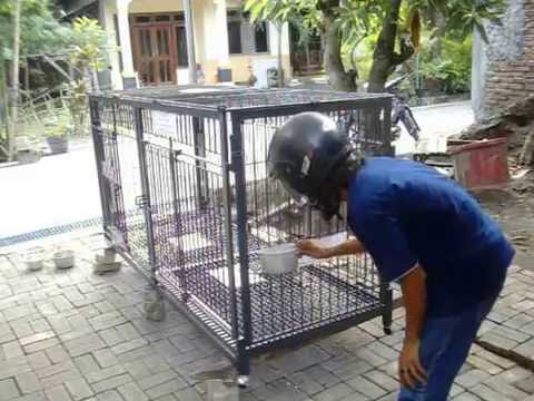 Detail Rumah Anjing Simple Gambar Nomer 42