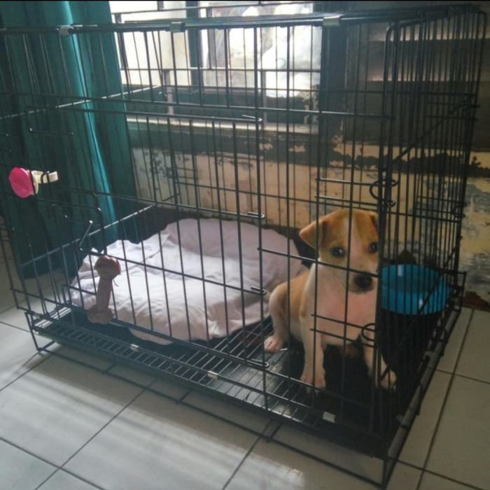 Detail Rumah Anjing Simple Gambar Nomer 43