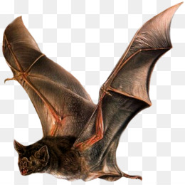 Detail Vampire Bat Png Nomer 11