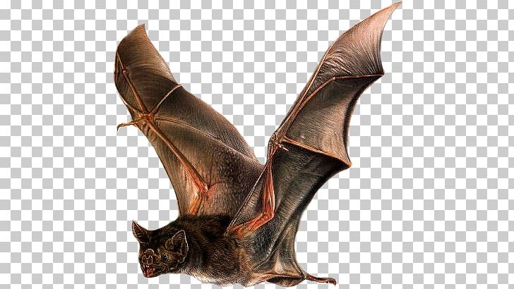 Detail Vampire Bat Png Nomer 13