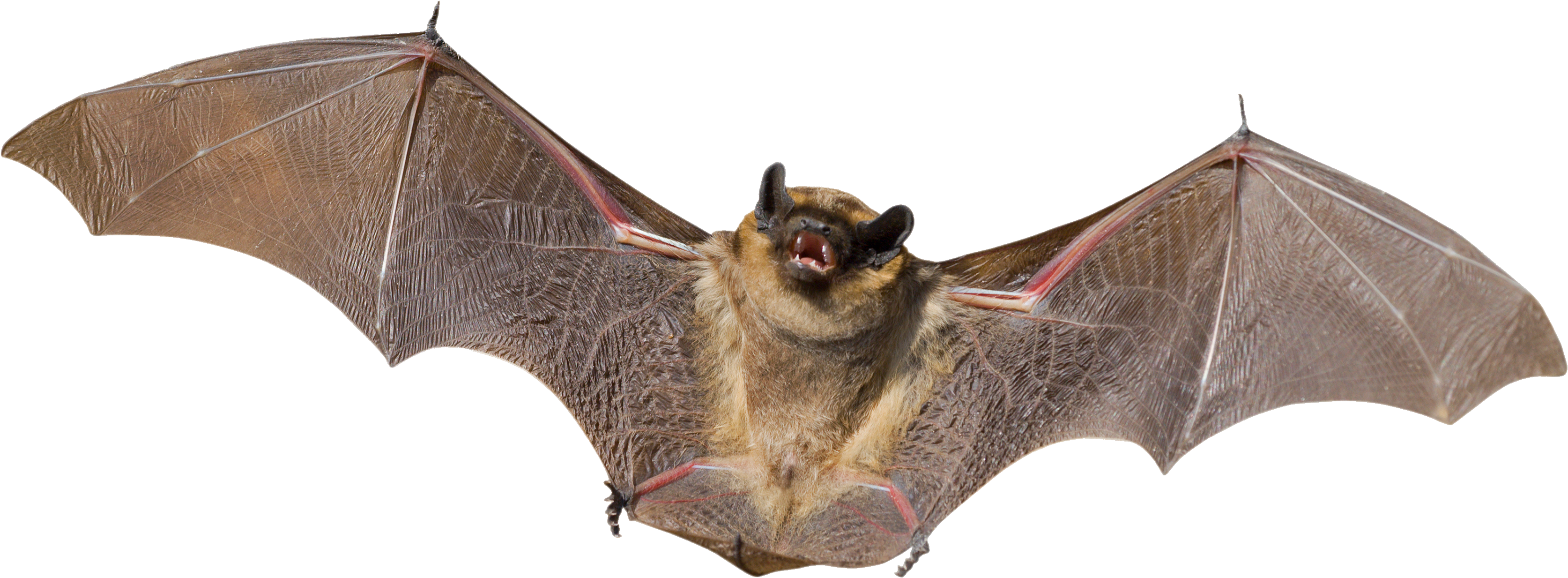 Detail Vampire Bat Png Nomer 16