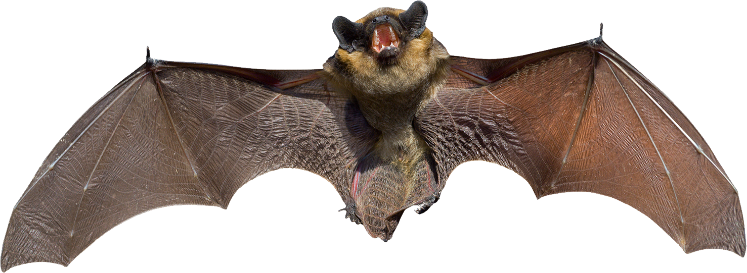 Detail Vampire Bat Png Nomer 17