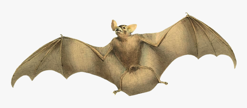 Detail Vampire Bat Png Nomer 18