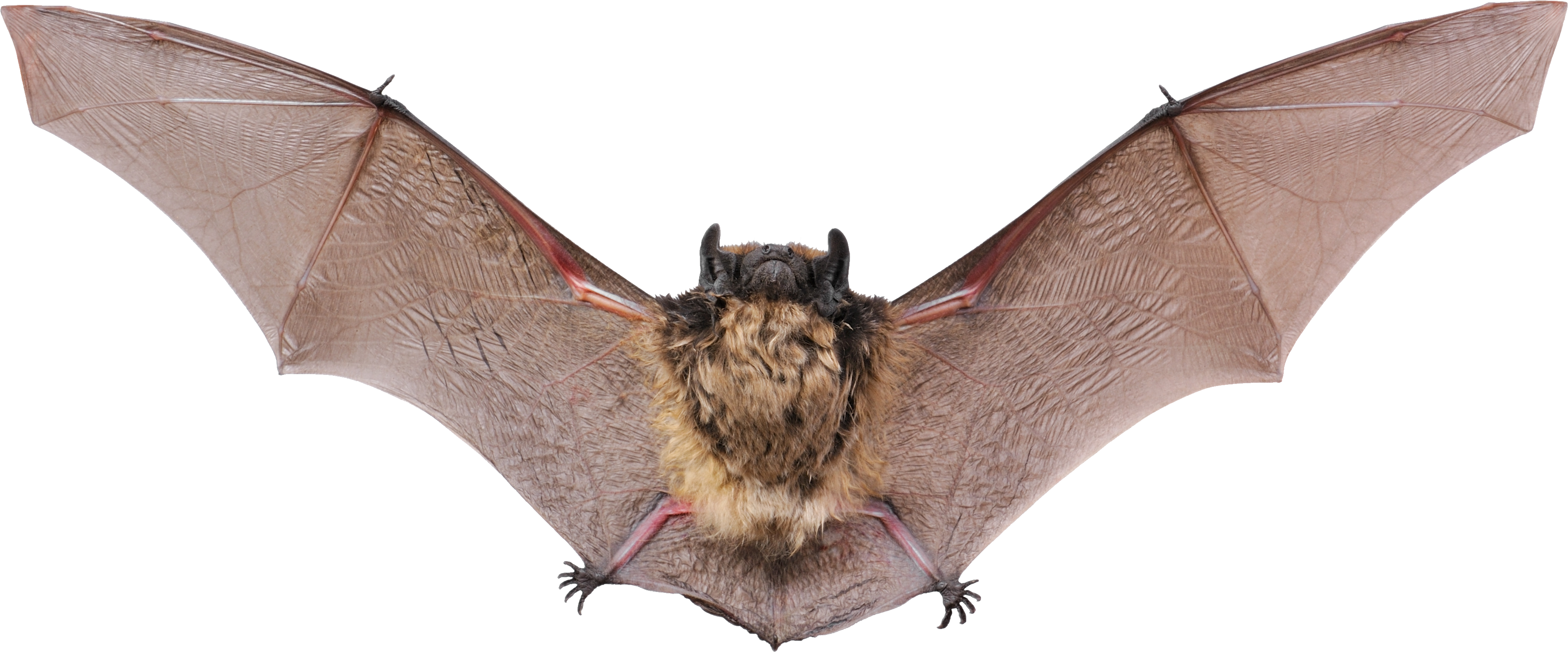 Detail Vampire Bat Png Nomer 19