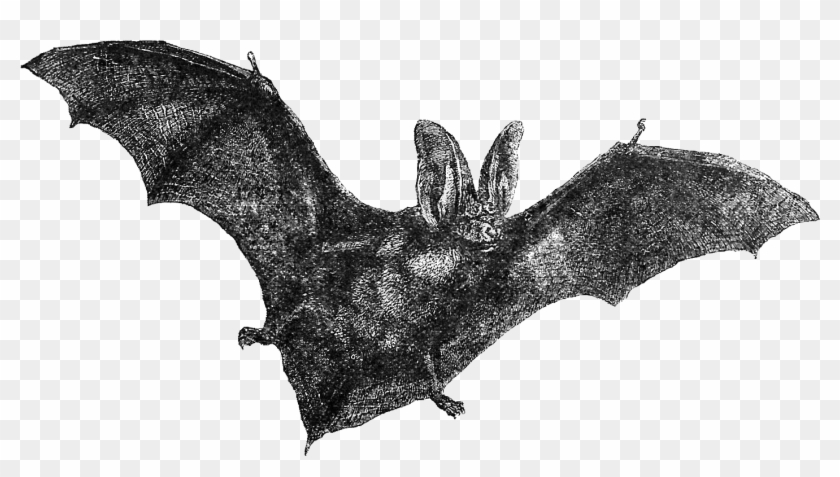 Detail Vampire Bat Png Nomer 23