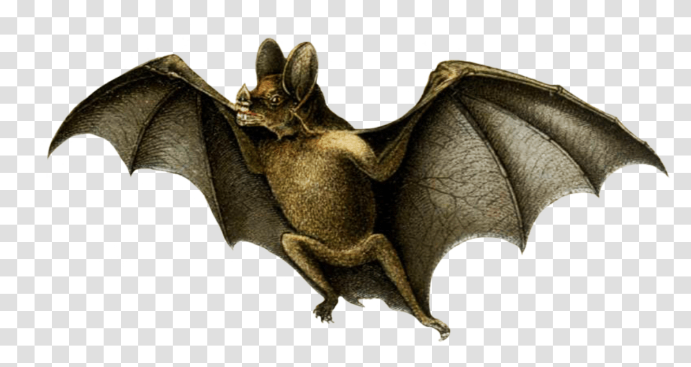 Detail Vampire Bat Png Nomer 28