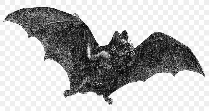 Detail Vampire Bat Png Nomer 34