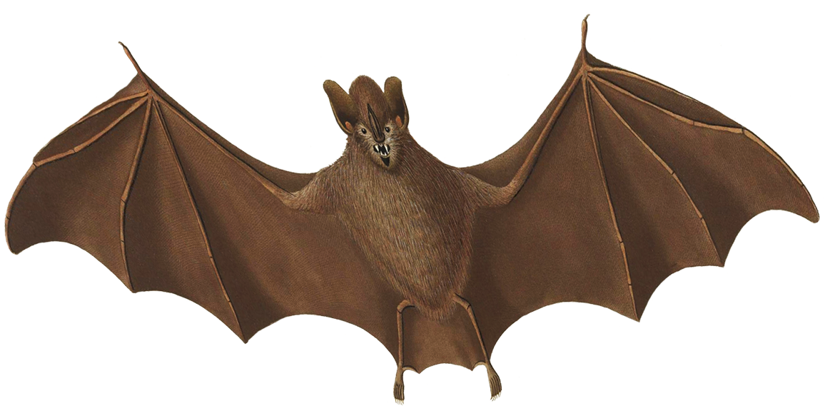 Detail Vampire Bat Png Nomer 50