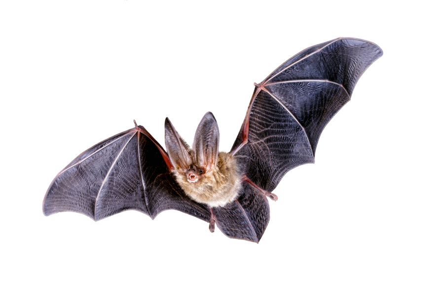 Detail Vampire Bat Png Nomer 8