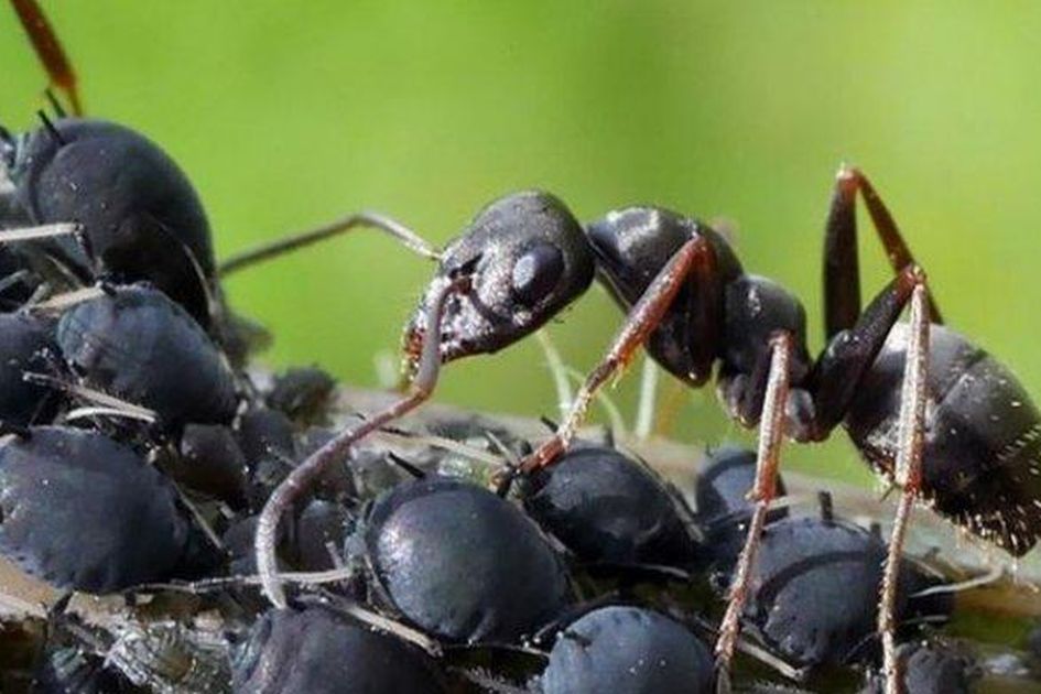 Detail Rumah Banyak Semut Hitam Nomer 15