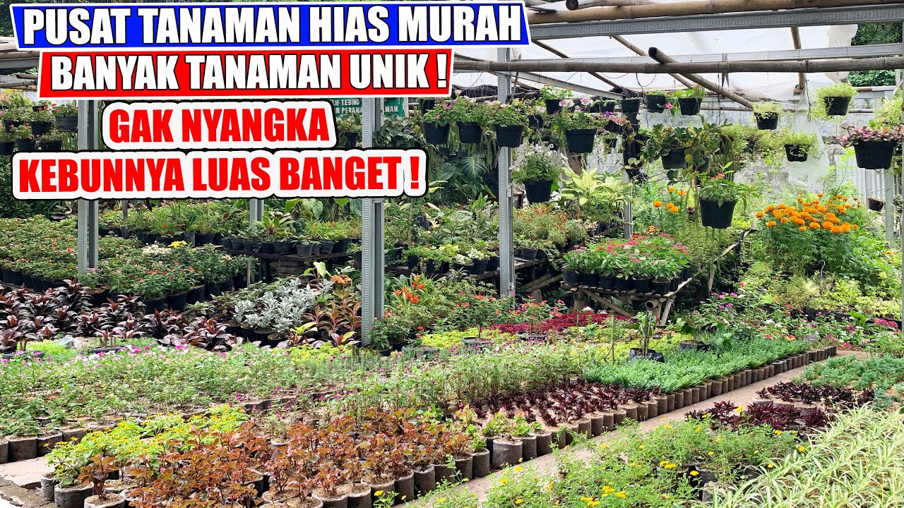 Detail Rumah Banyak Tanaman Nomer 45