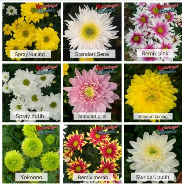 Detail Variasi Warna Bunga Aster Nomer 27