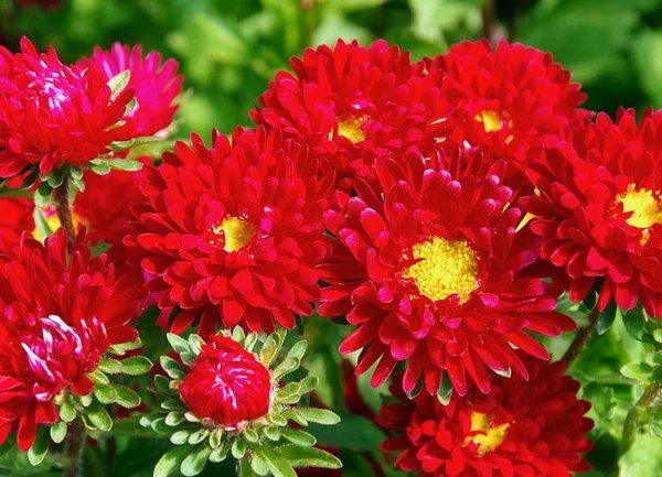 Detail Variasi Warna Bunga Aster Nomer 35