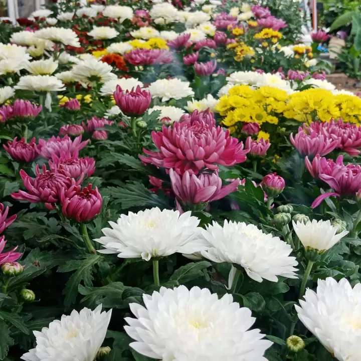 Detail Variasi Warna Bunga Aster Nomer 39