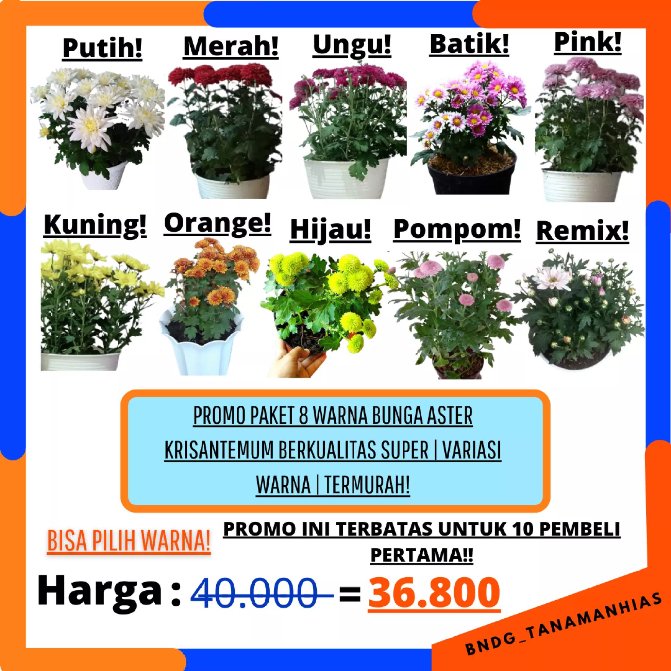 Detail Variasi Warna Bunga Aster Nomer 49